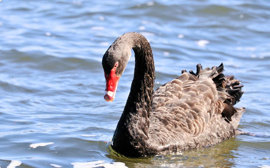 Black Swan Lakeside Boutique Hotel Роторуа Екстер'єр фото
